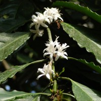 Coffea arabica L.
